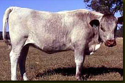 English
                    Longhorn heifer